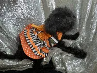 Tamara, a female Poodle - Toy  for sale in Chiefland, FL – 1 of 2