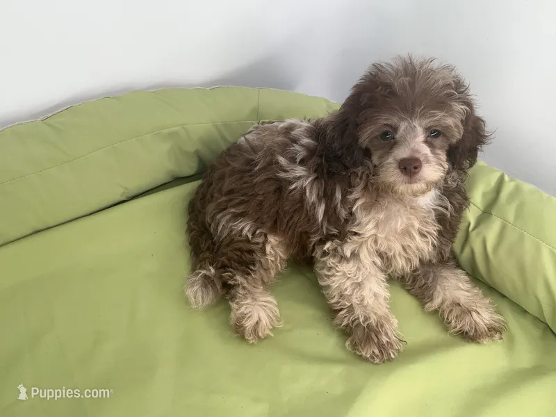 Chocolate Chip – Yorkipoo, Poodle - Miniature  puppy for sale in Chiefland, FL