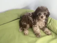 Chocolate Chip, a male Yorkipoo and Poodle - Miniature  for sale in Chiefland, FL – 1 of 1