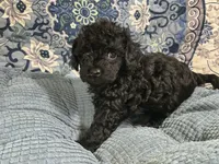 Wally, a male Poodle - Toy  for sale in Chiefland, FL – 2 of 2