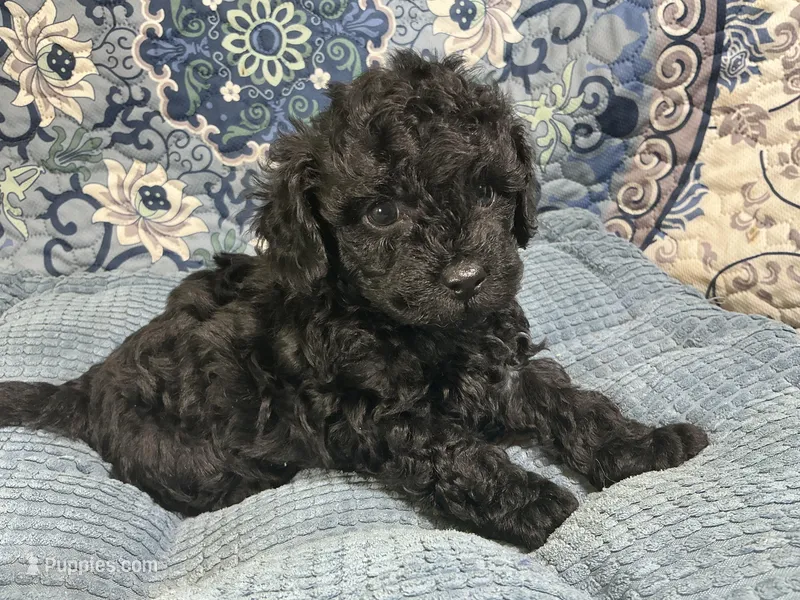 Wally – Poodle - Toy  puppy for sale in Chiefland, FL