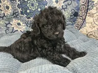 Wally, a male Poodle - Toy  for sale in Chiefland, FL – 1 of 2