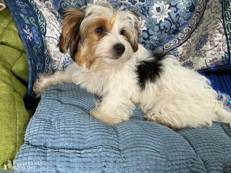 Panda – Yorkshire Terrier puppy for sale in Chiefland, FL