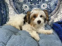 Panda, a female Yorkshire Terrier for sale in Chiefland, FL – Photo 2 of 6