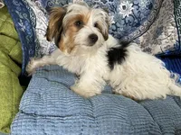 Panda, a female Yorkshire Terrier for sale in Chiefland, FL – Photo 1 of 6