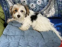 Panda, a female Yorkshire Terrier for sale in Chiefland, FL – Photo 5 of 6