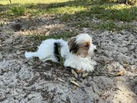 Panda, a female Yorkshire Terrier for sale in Chiefland, FL – Photo 6 of 6