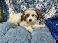 Panda, a female Yorkshire Terrier for sale in Chiefland, FL – Photo 4 of 6