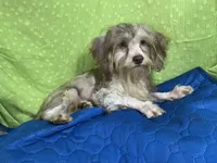 Chocolate Chip, a male Yorkipoo and Poodle - Miniature  for sale in Chiefland, FL – 2 of 5