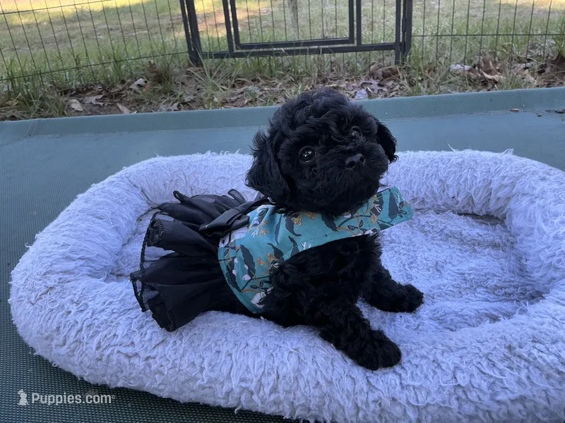 Tamara – Poodle - Toy  puppy for sale in Chiefland, FL