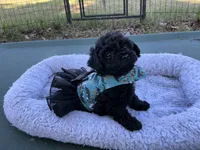 Tamara, a female Poodle - Toy  for sale in Chiefland, FL – 1 of 5