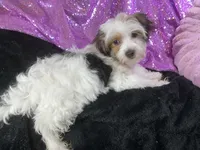 Panda, a female Yorkshire Terrier for sale in Chiefland, FL – Photo 3 of 5