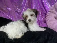 Panda, a female Yorkshire Terrier for sale in Chiefland, FL – Photo 2 of 5