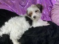 Panda, a female Yorkshire Terrier for sale in Chiefland, FL – Photo 4 of 5