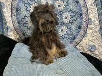Snikers Yorkiepoo, a male Yorkshire Terrier and Poodle - Toy  for sale in Chiefland, FL – 2 of 4