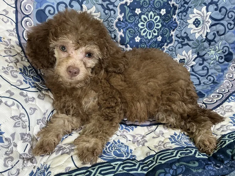 Taffee – Yorkipoo, Poodle - Miniature  puppy for sale in Chiefland, FL