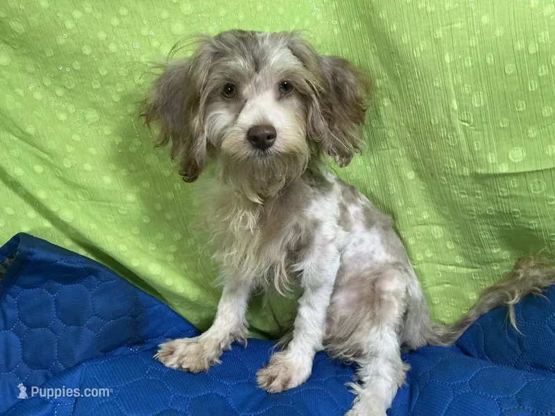 Chocolate Chip – Yorkipoo, Poodle - Miniature  puppy for sale in Chiefland, FL