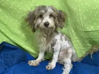 Chocolate Chip, a male Yorkipoo and Poodle - Miniature  for sale in Chiefland, FL – 1 of 5