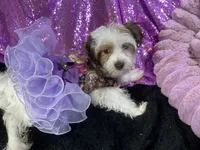 Panda, a female Yorkshire Terrier for sale in Chiefland, FL – 2 of 5