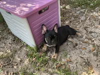 AKC 🌺 Godiva 🌺, a female French Bulldog for sale in Chiefland, FL – 2 of 6