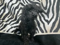 Tamara-teacup, a female Poodle - Toy  for sale in Chiefland, FL – 1 of 7