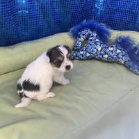 Bijoux, a female Yorkipoo and Poodle - Toy  for sale in Chiefland, FL – 1 of 7