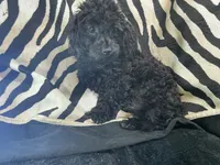 Tamara-teacup, a female Poodle - Toy  for sale in Chiefland, FL – 6 of 7