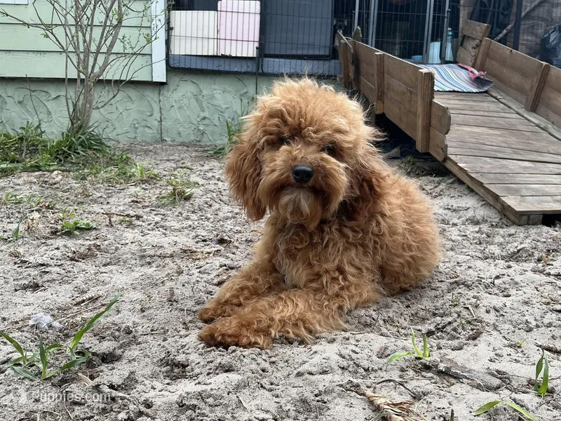     ☘️PATRICK ☘️ – Poodle - Toy , Poodle - Miniature  puppy for sale in Chiefland, FL