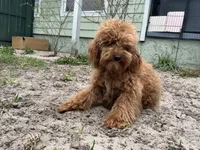     ☘️PATRICK ☘️, a male Poodle - Toy  and Poodle - Miniature  for sale in Chiefland, FL – Photo 2 of 3
