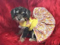 Bijoux, a female Yorkipoo and Poodle - Toy  for sale in Chiefland, FL – 2 of 4