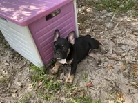 AKC 🌺 Godiva 🌺, a female French Bulldog for sale in Chiefland, FL – 4 of 6