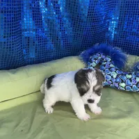 Bijoux, a female Yorkipoo and Poodle - Toy  for sale in Chiefland, FL – 3 of 7