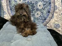 Snikers Yorkiepoo, a male Yorkshire Terrier and Poodle - Toy  for sale in Chiefland, FL – 3 of 4