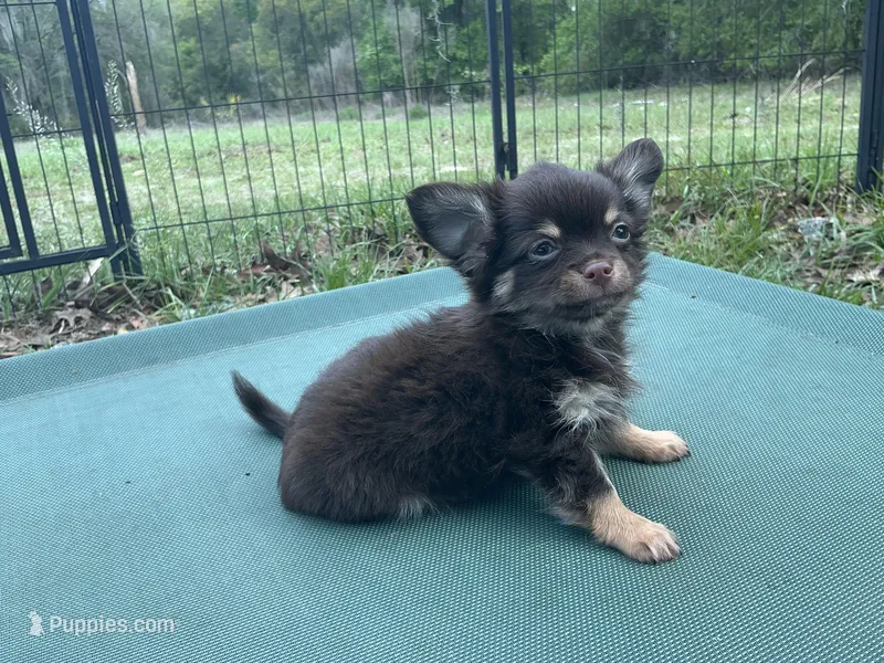 Ricolino – Chihuahua puppy for sale in Chiefland, FL