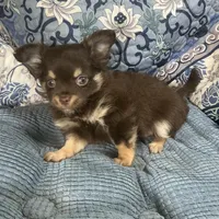 Ricolino, a male Chihuahua for sale in Chiefland, FL – Photo 3 of 4