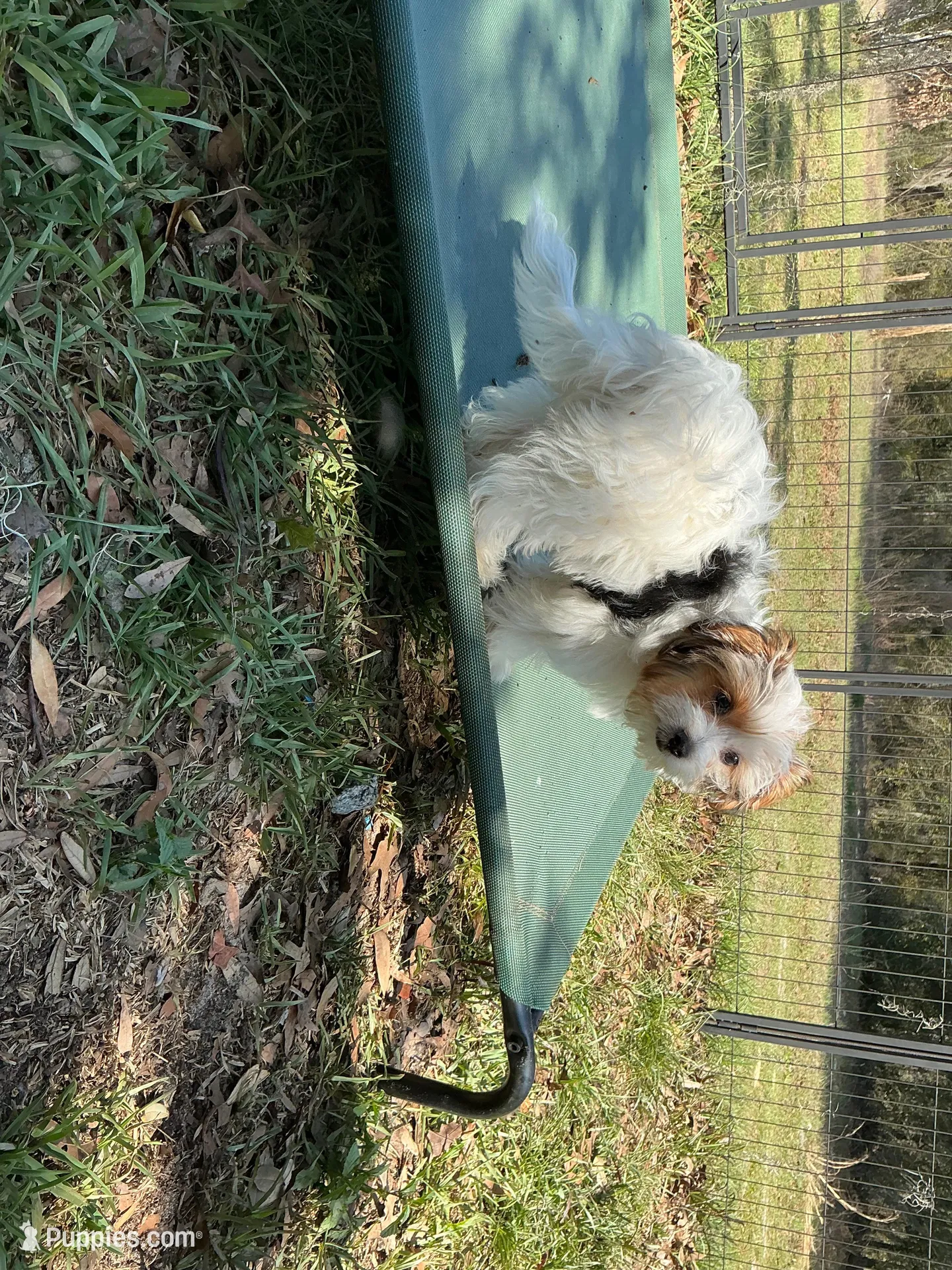 Ricolino, a male Chihuahua for sale in Chiefland, FL – Photo 4 of 4