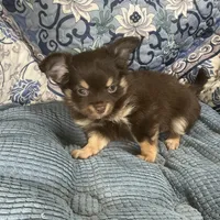 Ricolino, a male Chihuahua for sale in Chiefland, FL – Photo 2 of 4