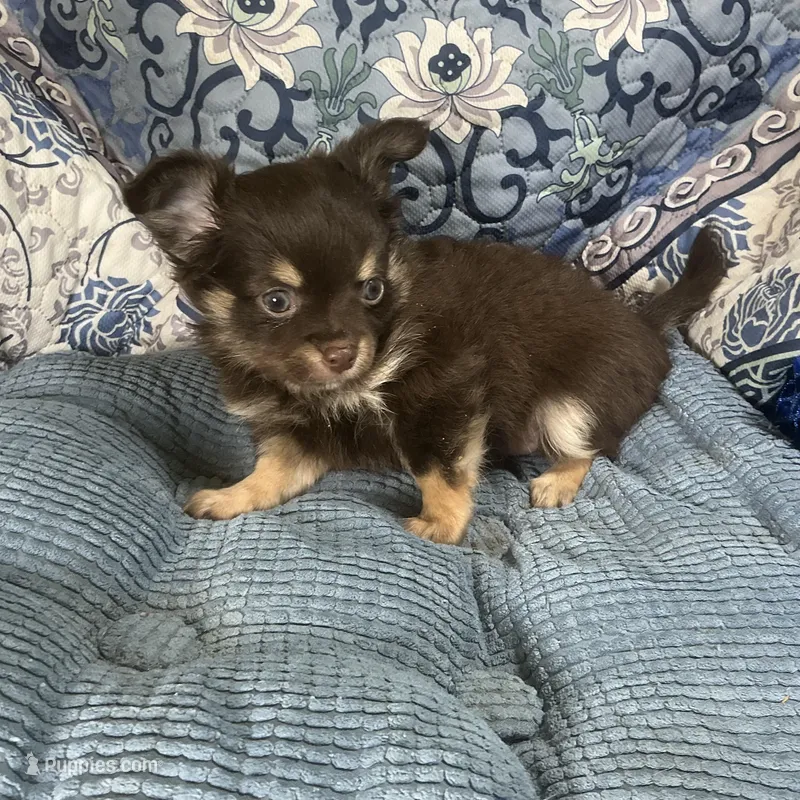 Ricolino – Chihuahua puppy for sale in Chiefland, FL