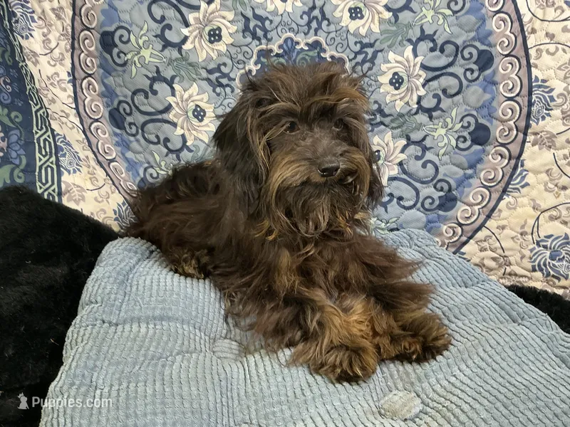 Snikers Yorkiepoo, a male Yorkshire Terrier and Poodle - Toy  for sale in Chiefland, FL – 1 of 4