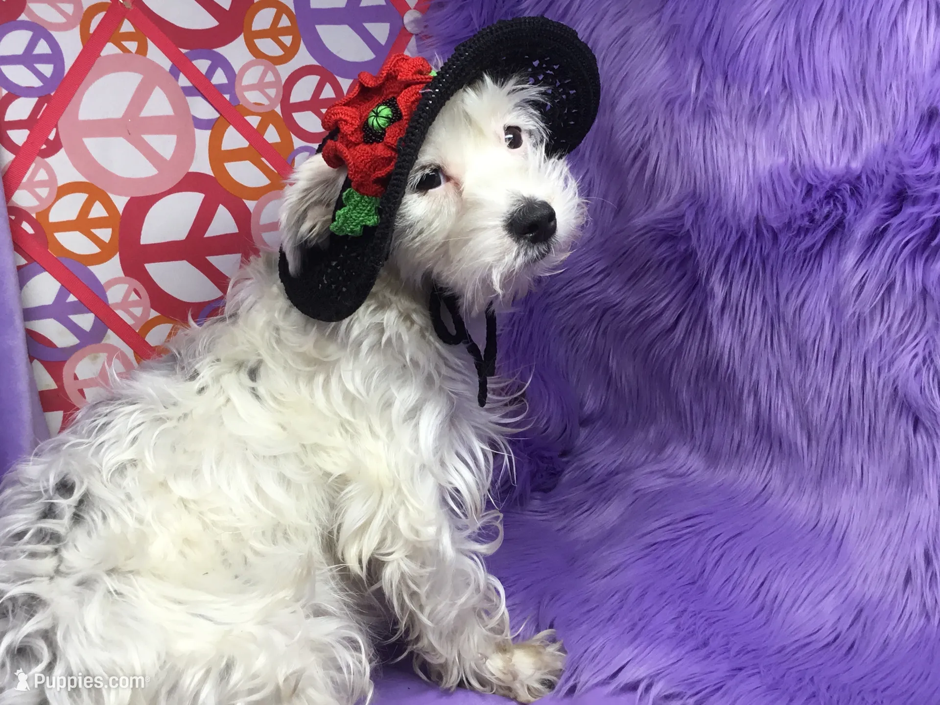 Panda, a female Yorkshire Terrier for sale in Chiefland, FL – 4 of 5