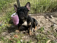 AKC 🌺 Godiva 🌺, a female French Bulldog for sale in Chiefland, FL – 5 of 6
