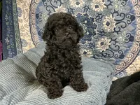 Tamara, a female Poodle - Toy  for sale in Chiefland, FL – 2 of 9