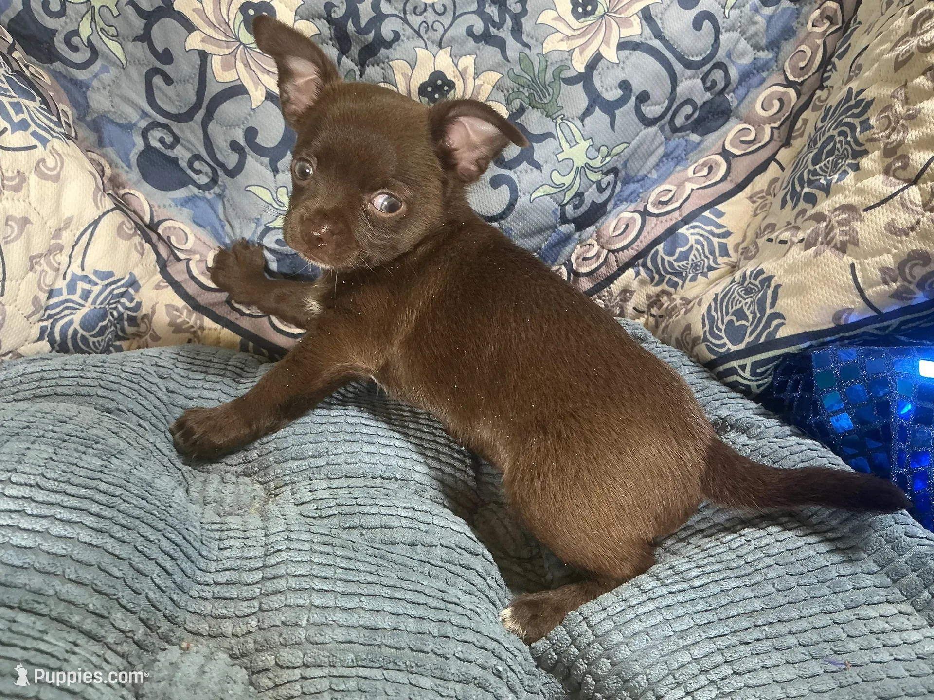 Coco Puff, a male Chihuahua for sale in Chiefland, FL – Photo 2 of 7