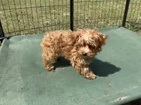  Yorkipoo -CHINTANA, a female Yorkshire Terrier and Poodle - Toy  for sale in Chiefland, FL – Photo 4 of 6