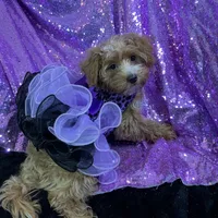 Chipoo Chintana, a female Yorkshire Terrier and Poodle - Toy  for sale in Chiefland, FL – Photo 3 of 5
