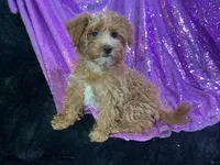 Chintana, a female Yorkshire Terrier and Poodle - Toy  for sale in Chiefland, FL – Photo 1 of 3