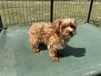  Yorkipoo -CHINTANA, a female Yorkshire Terrier and Poodle - Toy  for sale in Chiefland, FL – Photo 5 of 6