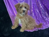 Chipoo Chintana, a female Yorkshire Terrier and Poodle - Toy  for sale in Chiefland, FL – Photo 5 of 5