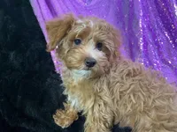 Chintana, a female Yorkshire Terrier and Poodle - Toy  for sale in Chiefland, FL – Photo 3 of 3