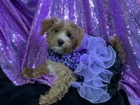 Chintana, a female Yorkshire Terrier and Poodle - Toy  for sale in Chiefland, FL – Photo 2 of 3